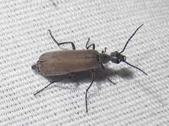 Epicauta polingi