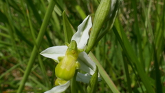 Ophrys apifera chlorantha