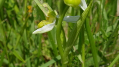 Ophrys apifera chlorantha