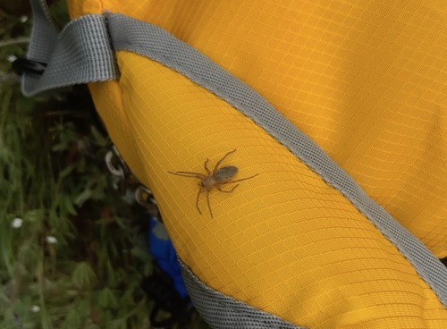 iNaturalist observation photo of Spiders