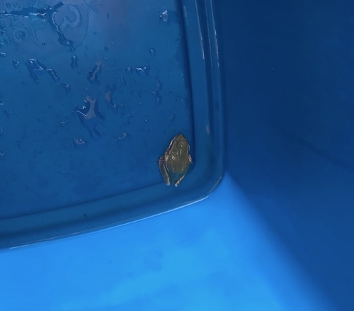 iNaturalist observation photo of Pacific chorus frog