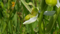 Ophrys apifera chlorantha