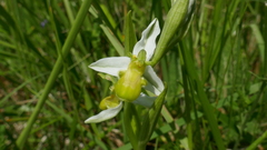 Ophrys apifera chlorantha