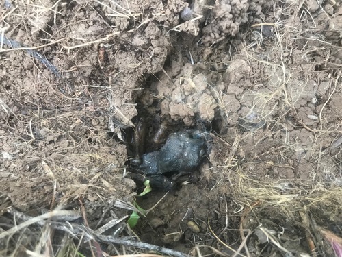 iNaturalist observation photo of Pacific chorus frog