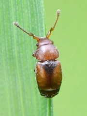 Kateretes pedicularius