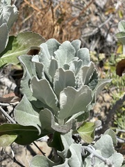 Hazardia detonsa