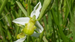 Ophrys apifera chlorantha