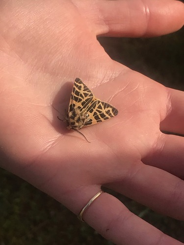 iNaturalist observation photo of Ornate Tiger Moth
