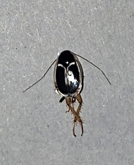 Phyllodromica marginata