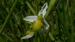 Ophrys apifera chlorantha