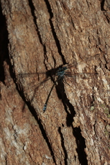 Caledopteryx sarasini