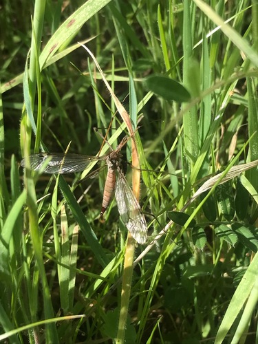 iNaturalist observation photo of Crane Flies