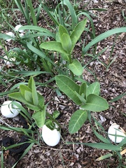 Asclepias syriaca