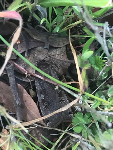iNaturalist observation photo of Large Yellow Underwing