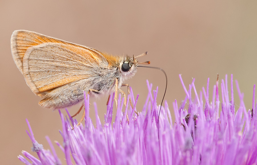 Thymelicus