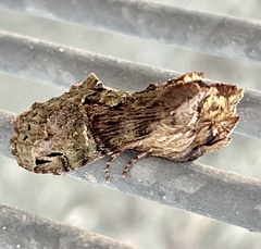 Antithemerastis acrobela