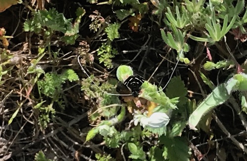 iNaturalist observation photo of Adela