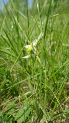 Ophrys apifera chlorantha
