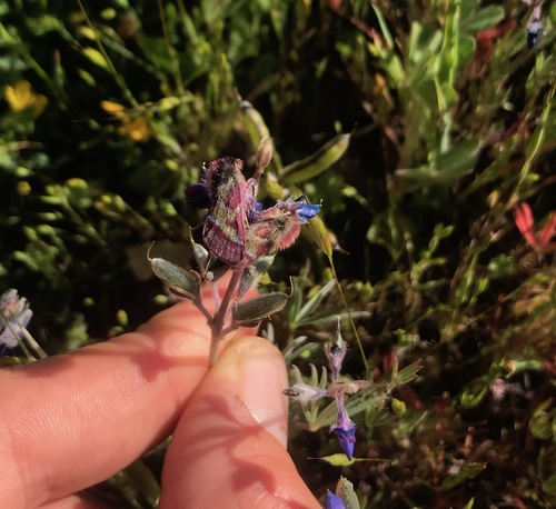 iNaturalist observation photo of Schinia pulchripennis