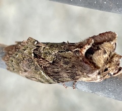 Antithemerastis acrobela