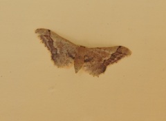 Idaea violacea