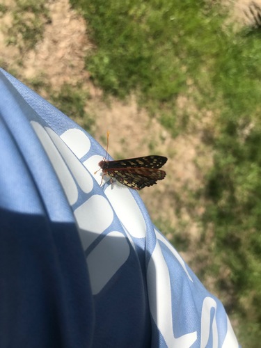 iNaturalist observation photo of Variable Checkerspot