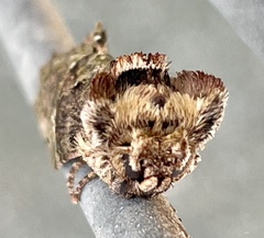 Antithemerastis acrobela