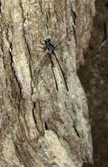 Caledopteryx sarasini