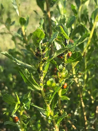 iNaturalist observation photo of Aphids