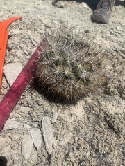 Pediocactus sileri