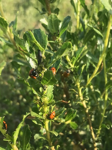 iNaturalist observation photo of Convergent Lady Beetle