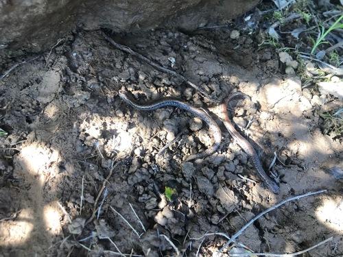 iNaturalist observation photo of California Slender Salamander