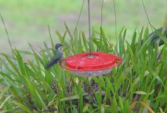 Heliomaster longirostris