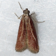 Varneria postremella