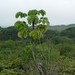 Cecropia metensis - Photo (c) Jeff Chapman, some rights reserved (CC BY-NC), uploaded by Jeff Chapman