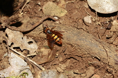 Radumeris novocaledonica