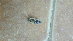 Porcellio ornatus