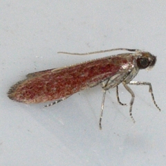 Varneria postremella