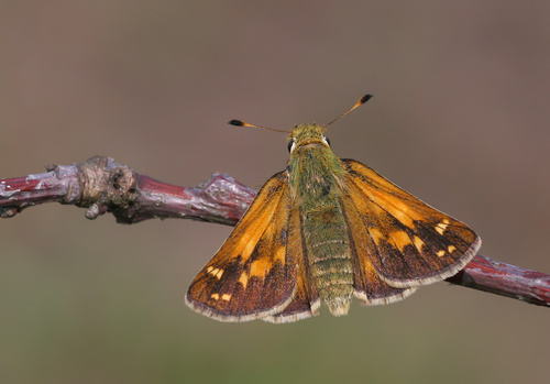 Common Branded Skipper