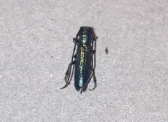 Agapanthiola leucaspis