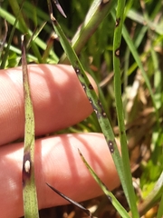 Septoriose (Septoria dianthi)