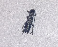 Agapanthiola leucaspis