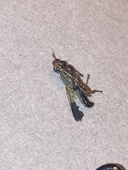 Dorycera maculipennis