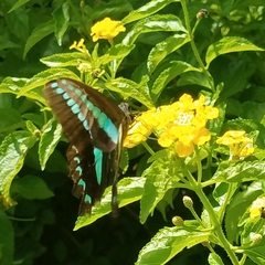 Graphium sarpedon nipponum