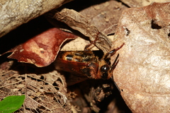 Radumeris novocaledonica