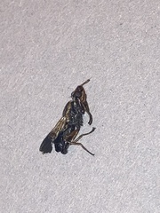 Dorycera maculipennis