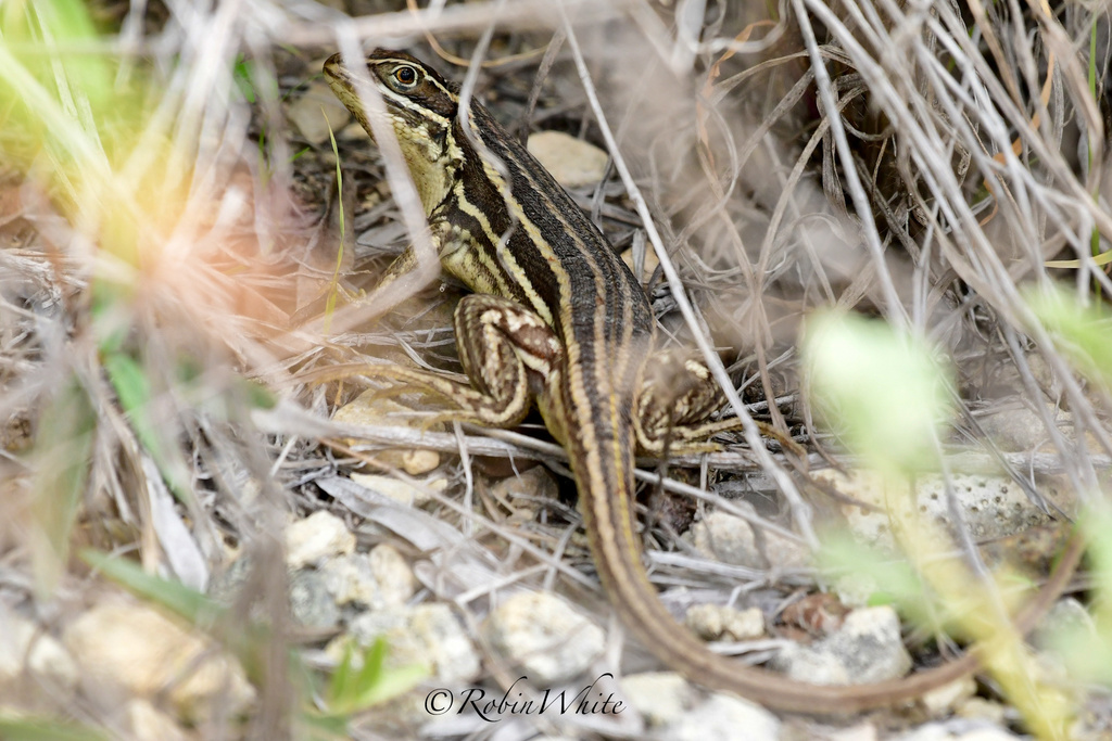 Sierra Curlytail Lizard