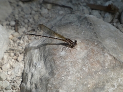 Argia frequentula