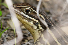 Leiocephalus onaneyi