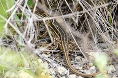 Leiocephalus onaneyi